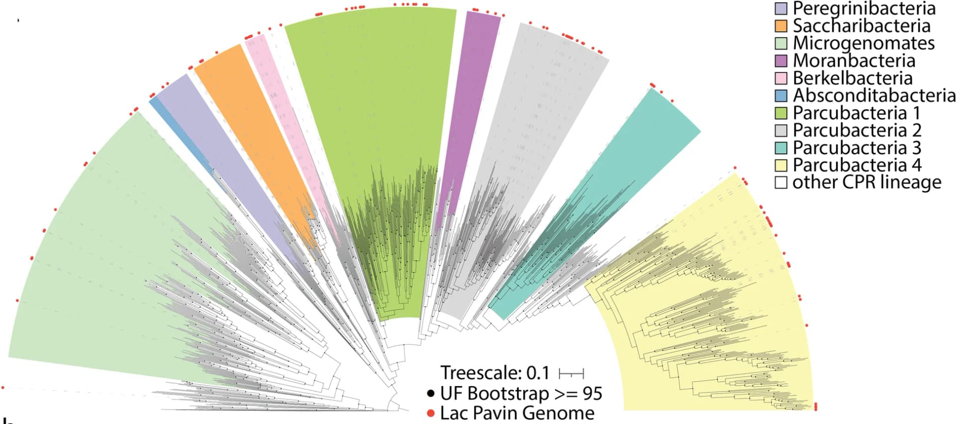Open access visualization of Network, Pathway, CPR Bacteria, Phylogenetic Placement, Reference Genomes