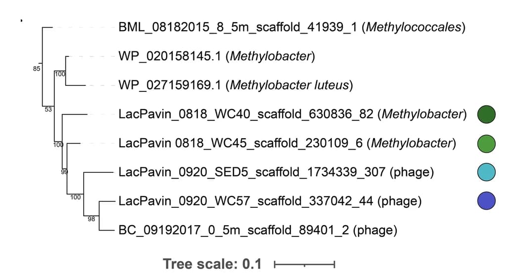 Open access visualization of Network, pmoC, Phage Proteins, Methylobacter, Phages