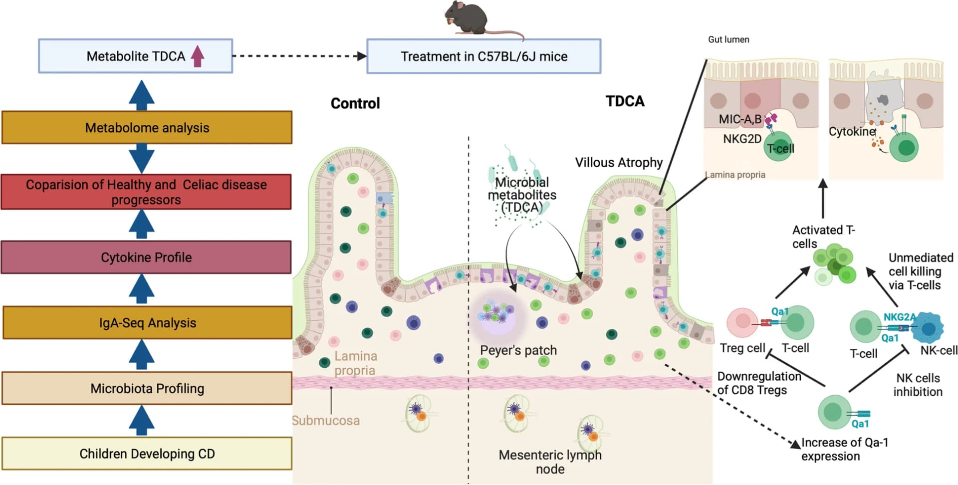 Open access visualization of Workflow, Illustration, TDCA, Immune Cells, Villous Atrophy