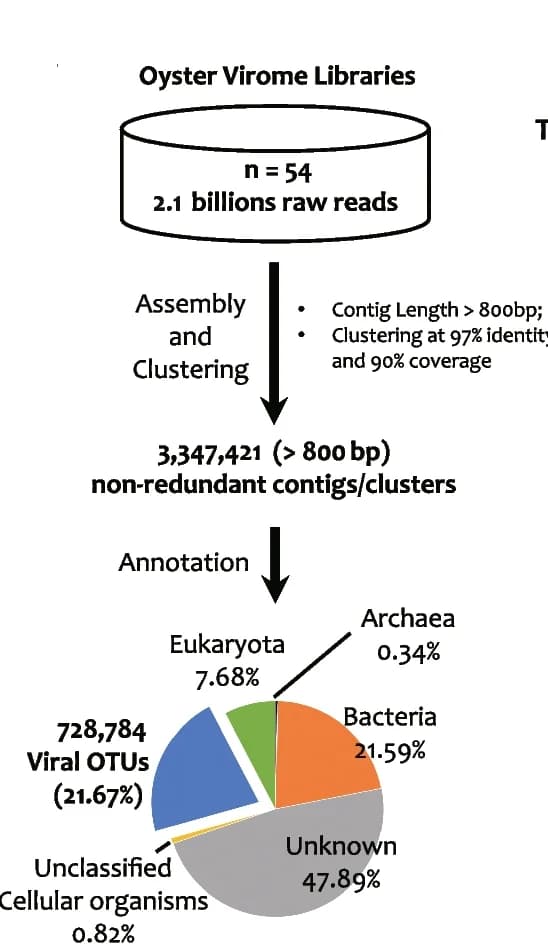 Open access visualization of Workflow, Pie Chart, Oyster Virome, Dataset, De Novo Assembly