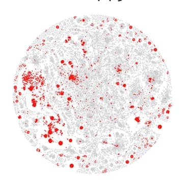 Open access visualization of Network, vContact2, vOTUs, NCBI RefSeq, Viral genomes