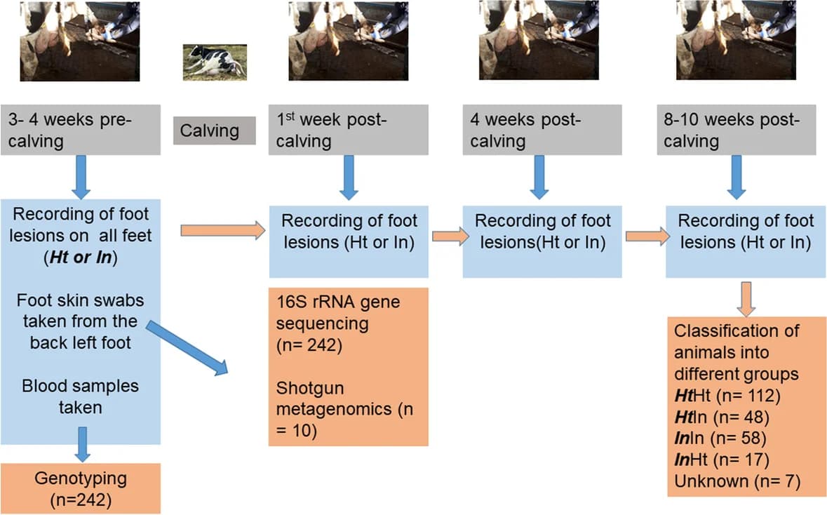 Open access visualization of Workflow, Flowchart, Illustration, Sampling, Cows