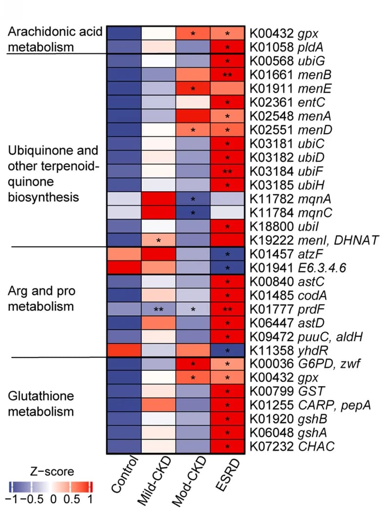 Open access visualization of Heatmap, KO Genes, Arginine Metabolism, Proline Metabolism, Arachidonic Acid Metabolism