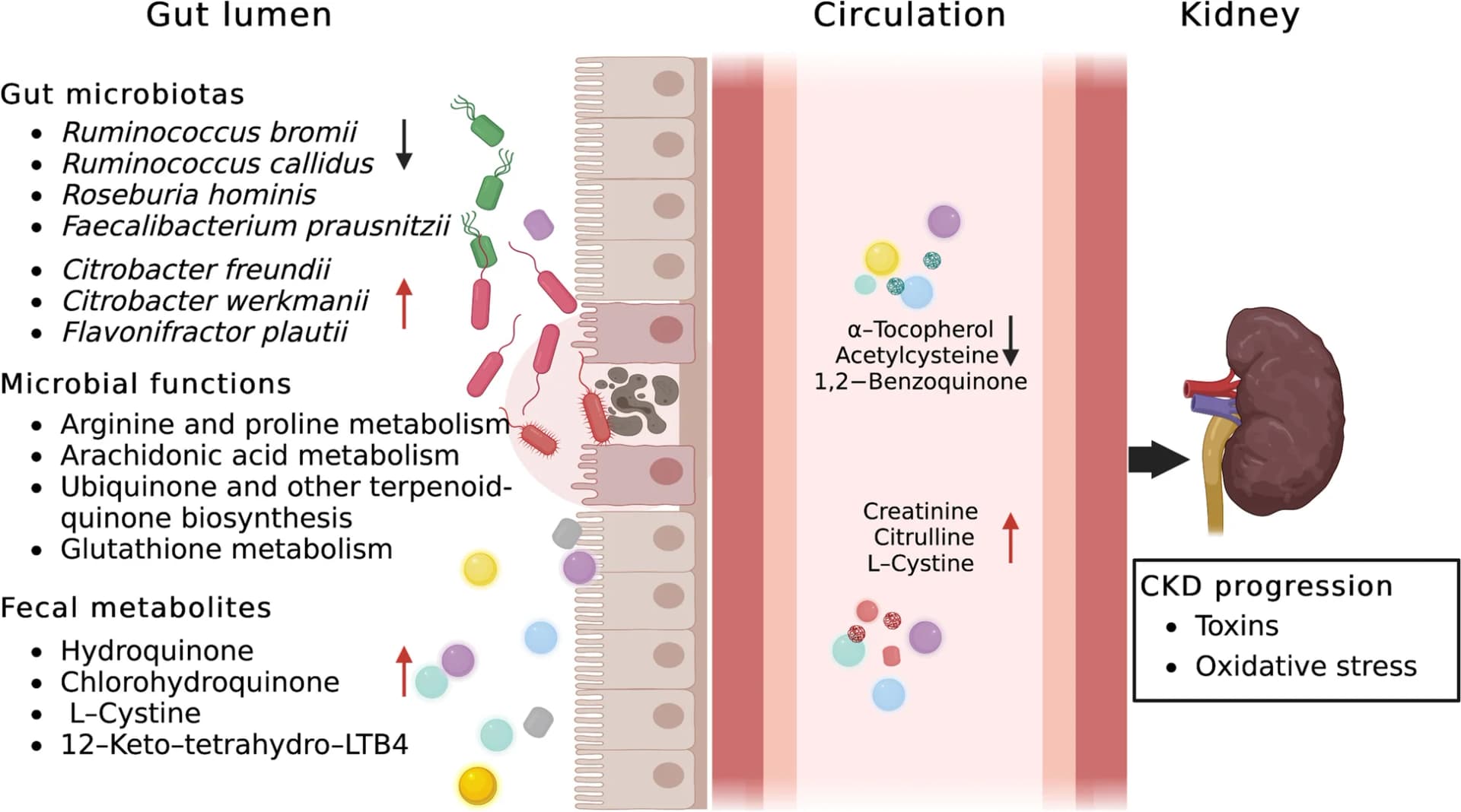 Open access visualization of Illustration, Gut Microbiome, Fecal Metabolites, Serum Metabolites, CKD Progression