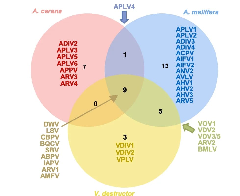 Open access visualization of Venn Diagram, Venn Diagrams, Virome Composition, Honeybee, Mite Communities