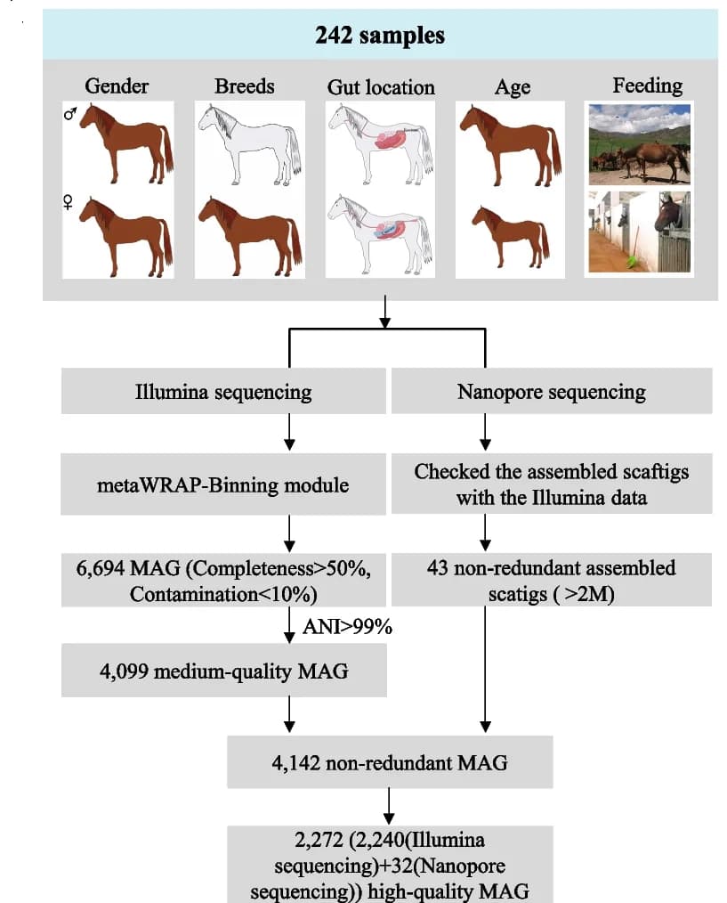 Open access visualization of Workflow, Flowchart, Metagenome, MAG construction, Study Population