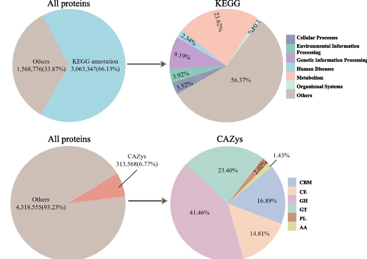 Open access visualization of Pie Chart, KEGG, dbCAN2, Functional annotation, Microbial proteins