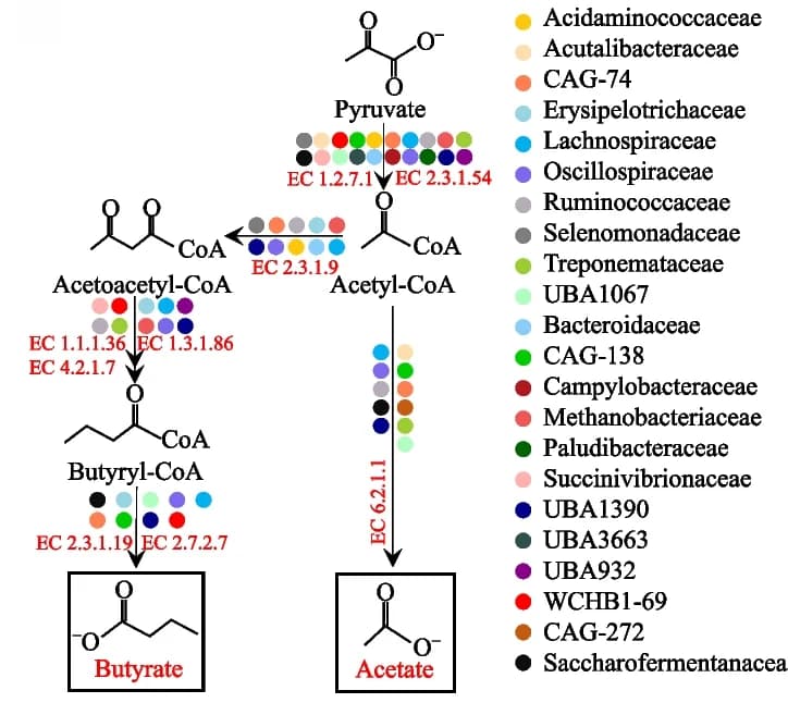 Open access visualization of Workflow, Pathway, Bacteria, Racehorse, Enzyme