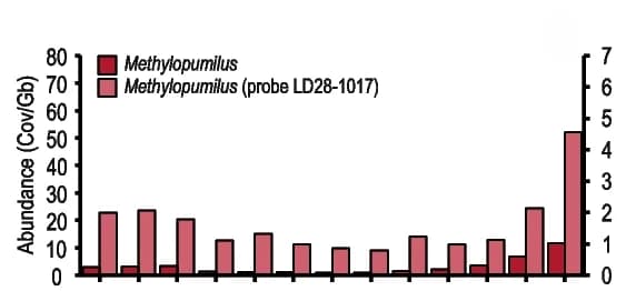 Open access visualization of Bar Plot, Clustered, Metagenomic Abundance, CARD-FISH, Relative Abundance