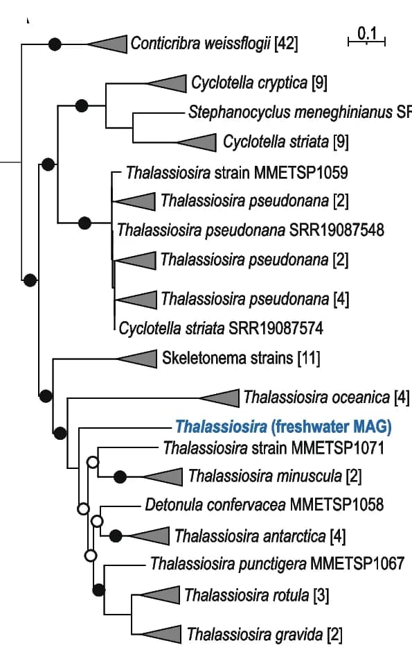 Open access visualization of Network, Pathway, Phylogenomic trees, Thalassiosira