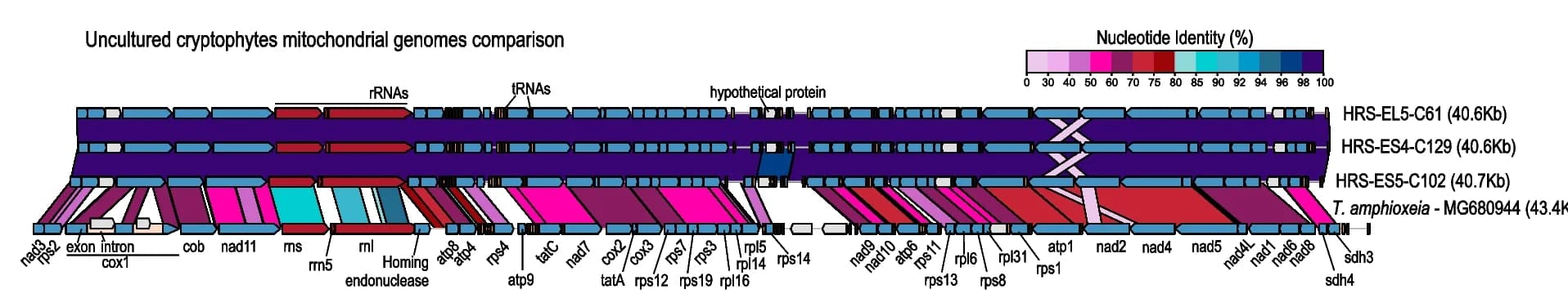 Open access visualization of Illustration, Genomic Comparison, Cryptophytes, Mitochondrial Genomes, Teleaulax amphioxeia