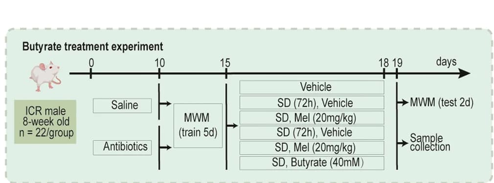 Open access visualization of Workflow, Flowchart, Illustration, Butyrate Treatment, Melatonin