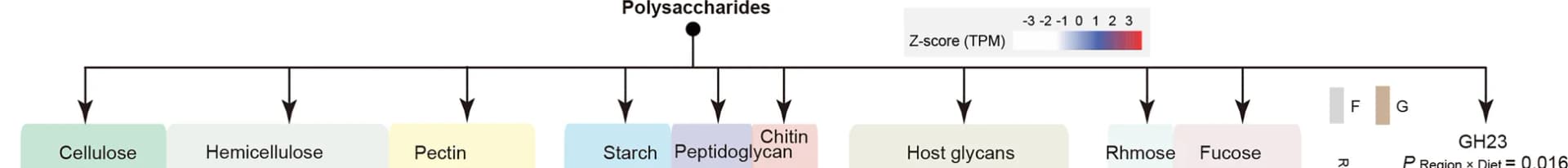 Open access visualization of Flowchart, Glycoside Hydrolase, Polysaccharide Lyase, Microbiome, GIT Regions