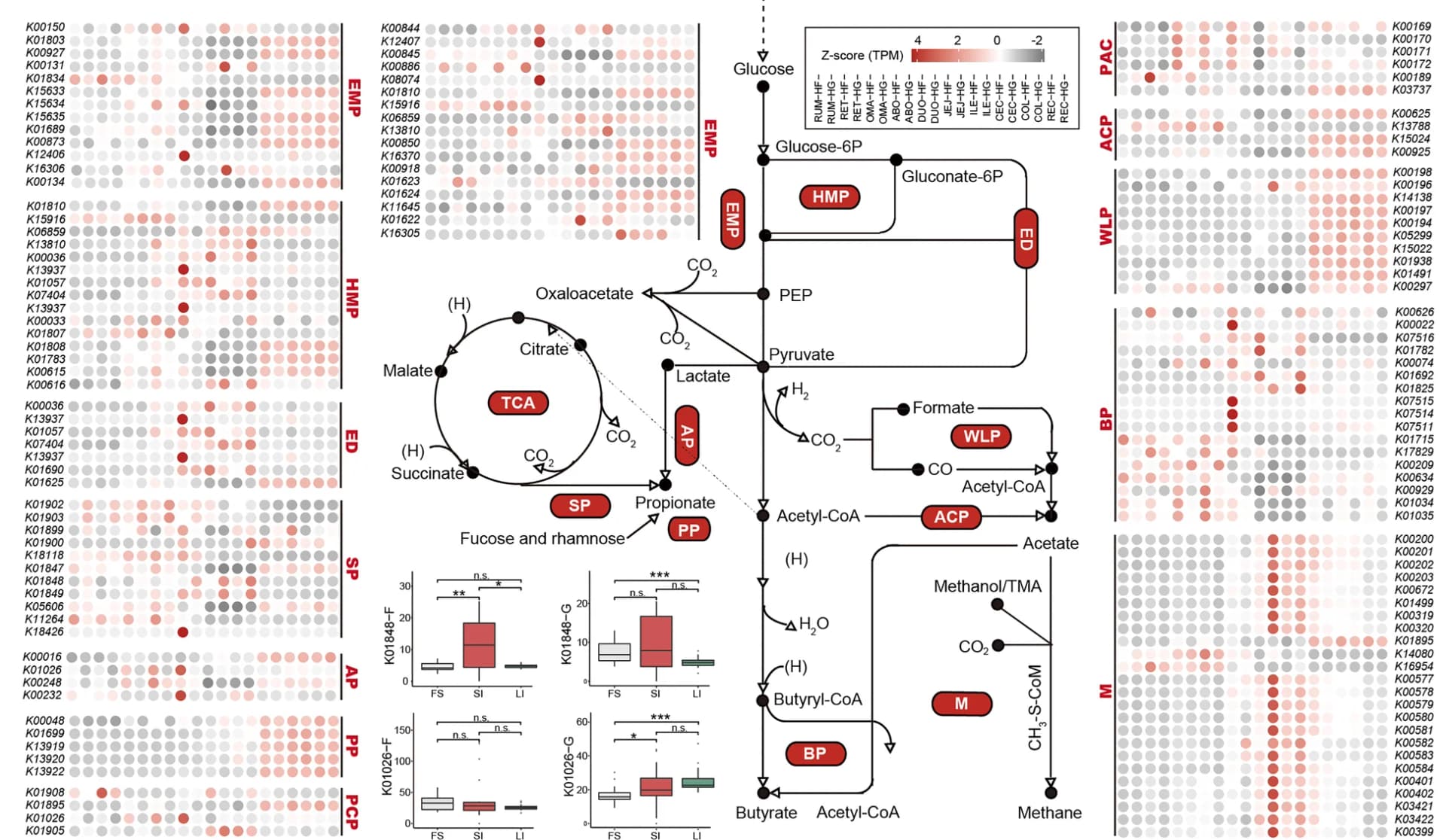 Open access visualization of Workflow, Box Plot, Heatmap, KO levels, Carbon Metabolism
