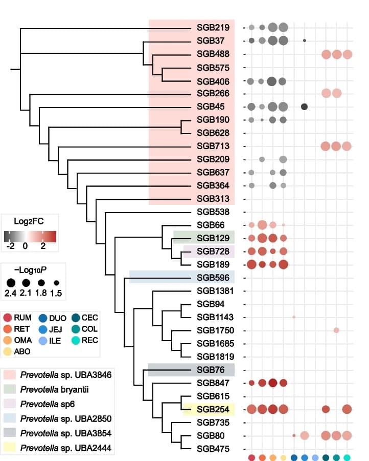 Open access visualization of Scatter Plot, Bubble Plot, Network, Phylogenetic Tree, Prevotella