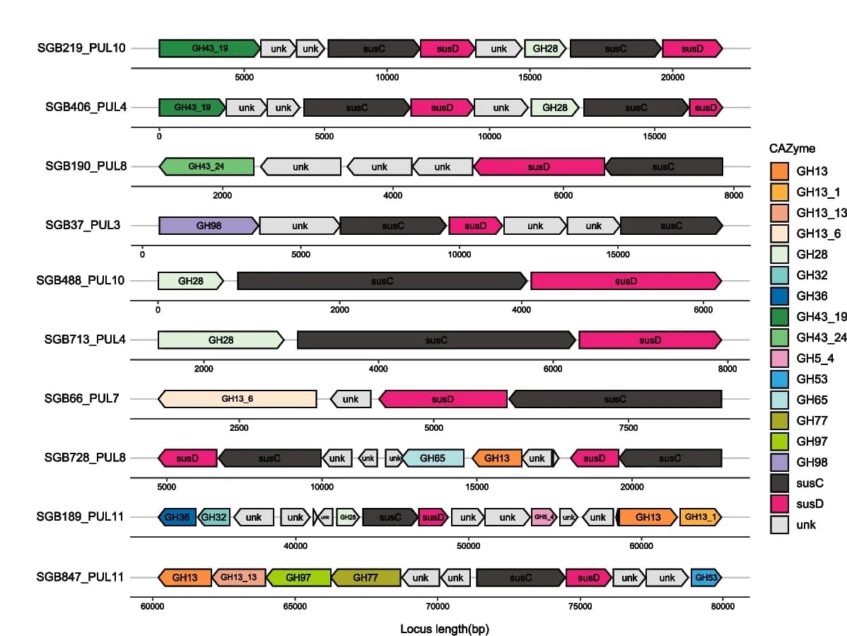 Open access visualization of Illustration, Schematic Representation, PULs, Prevotella, Genomes