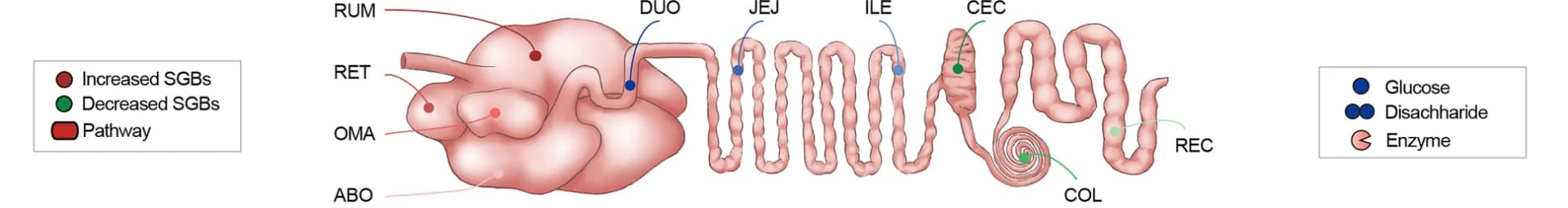 Open access visualization of Illustration, Pathway, Metabolic Models, Polysaccharide Degradation, Fermentation Pathways