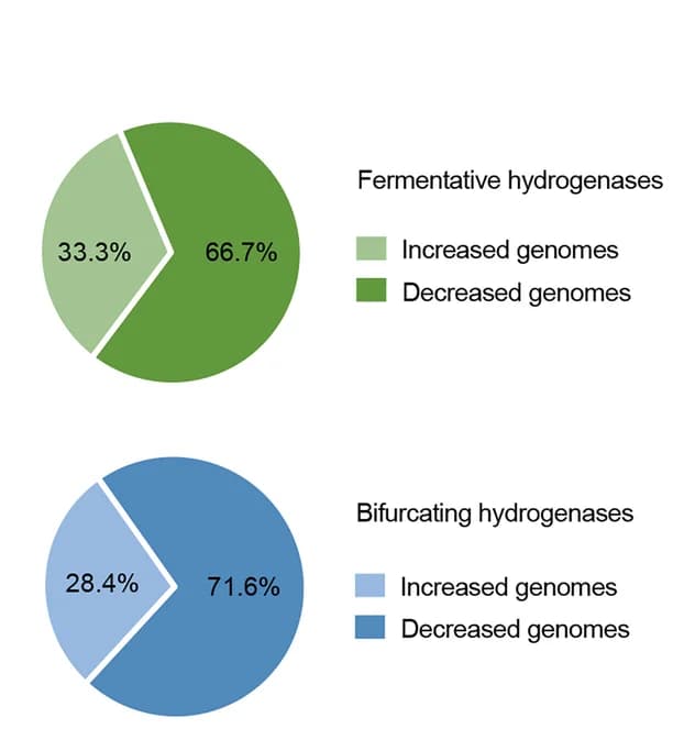 Open access visualization of Pie Chart, Genome Abundance, Fermentative Hydrogenases, Electron-Bifurcating Hydrogenases, Grain-Based Diet