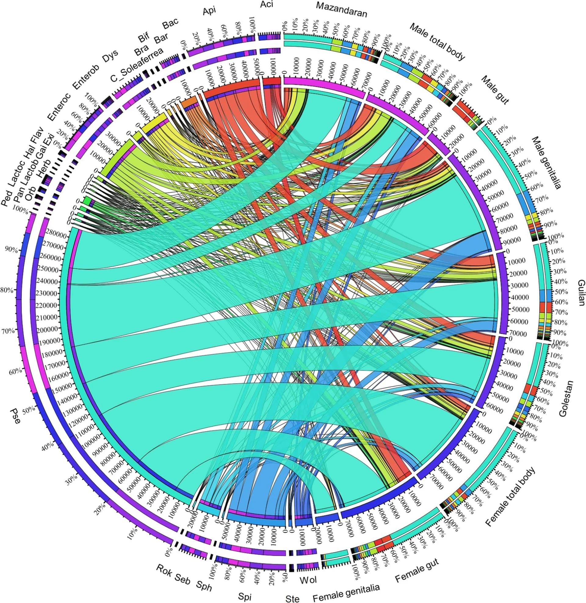 Open access visualization of Chord, Bar Plot, Network Analysis, Bacterial Genera, Paederus fuscipes