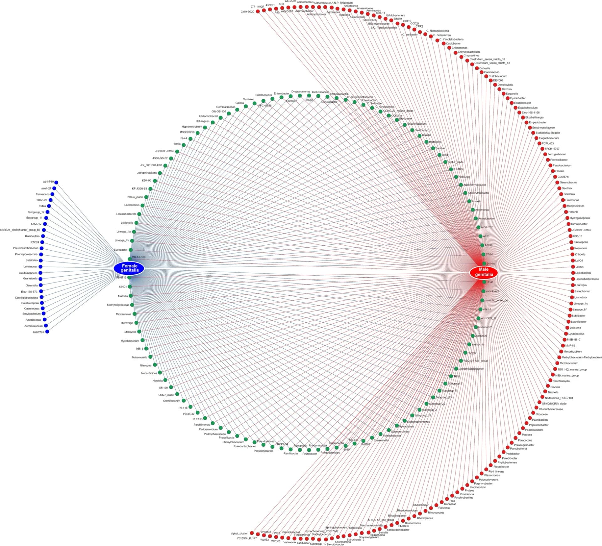 Open access visualization of Network, Network Analysis, Bacteria, Male, Female