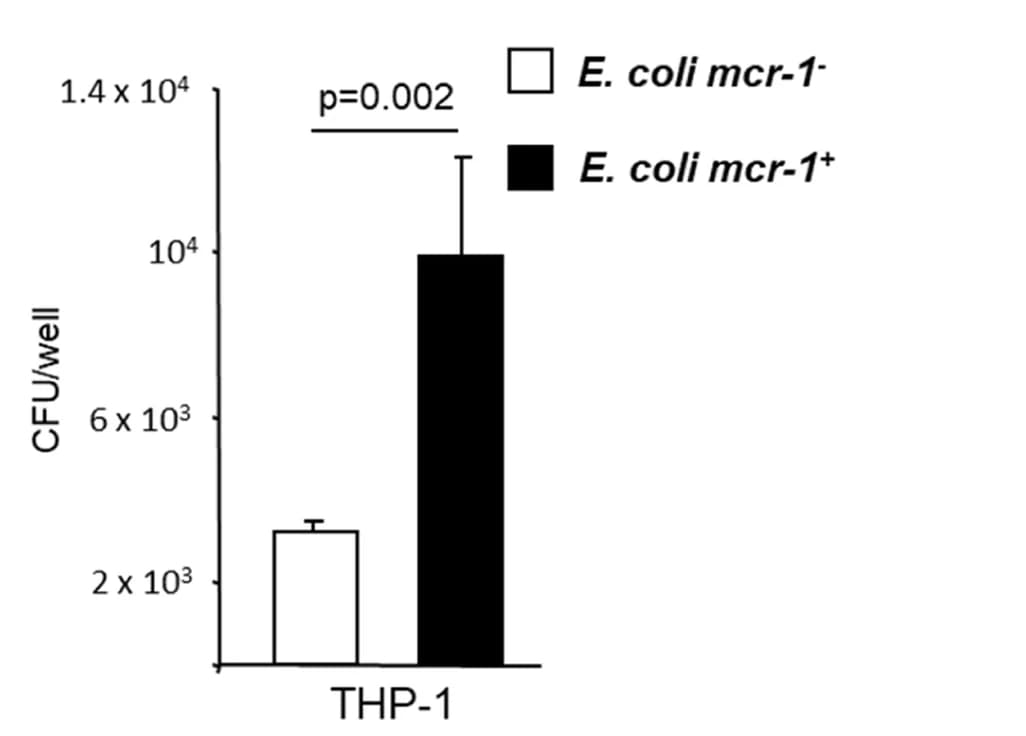 Open access visualization of Bar Plot, Error Bars, THP-1 Cells, E. coli, Bacterial Adherence