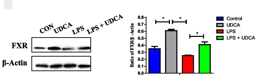 Open access visualization of Bar Plot, Error Bars, Gel, FXR protein, LPS