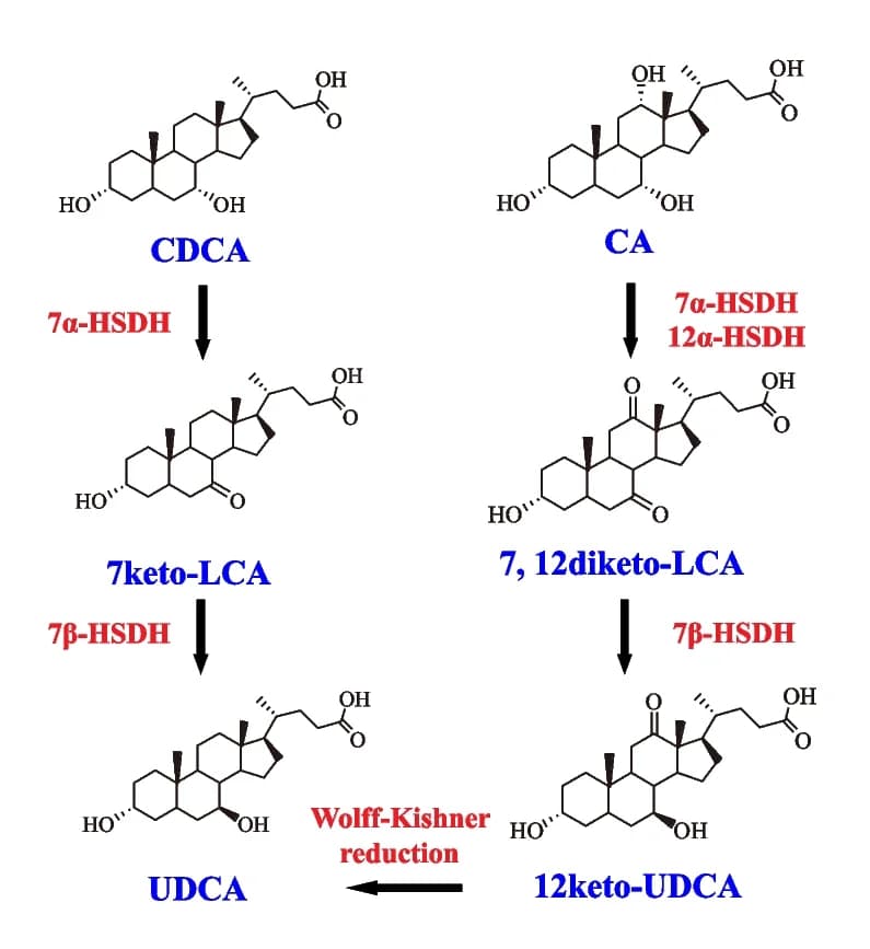 Open access visualization of Workflow, Chemical Structure, UDCA, Microbial Biotransformation, CA