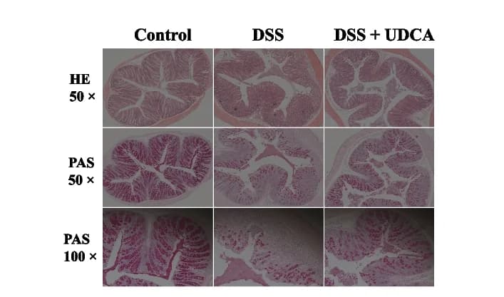 Open access visualization of Microscopy, H&E staining, PAS staining, Colon