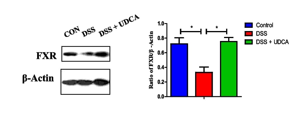 Open access visualization of Bar Plot, Error Bars, Photo, Gel, Protein levels