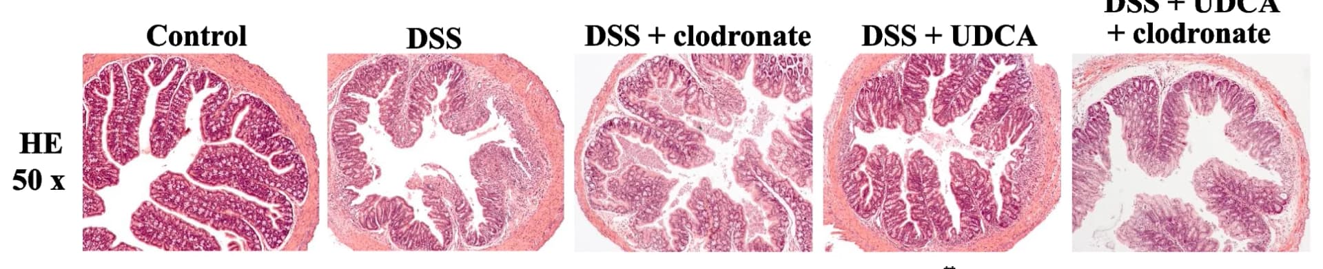 Open access visualization of Microscopy, H&E staining, Colon sections