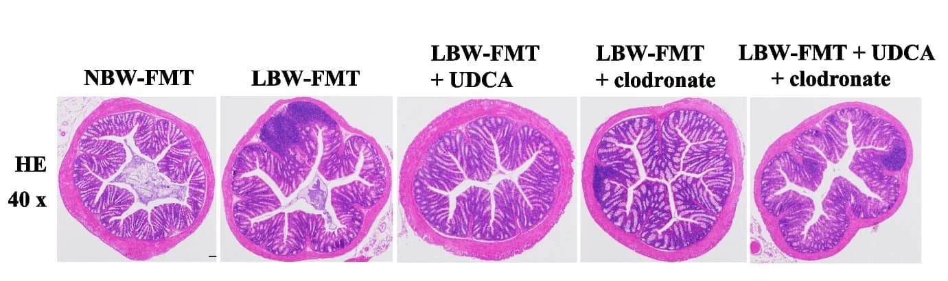 Open access visualization of Microscopy, H&E staining, Colon sections