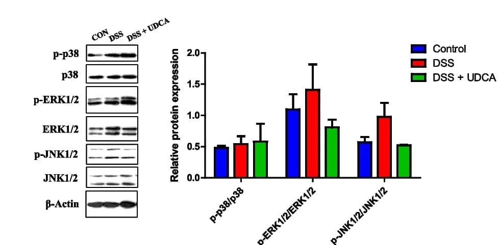 Open access visualization of Bar Plot, Error Bars, Gel, Phosphorylation, p38