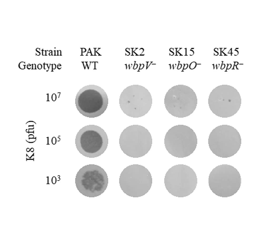 Open access visualization of Gel, Host Range, Phage K8, Spotting Assay, Bacterial Lawns