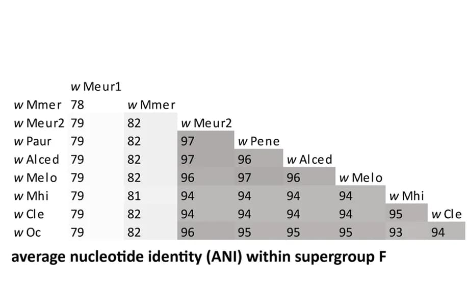 Open access visualization of Heatmap, Nucleotide Identity, Genome