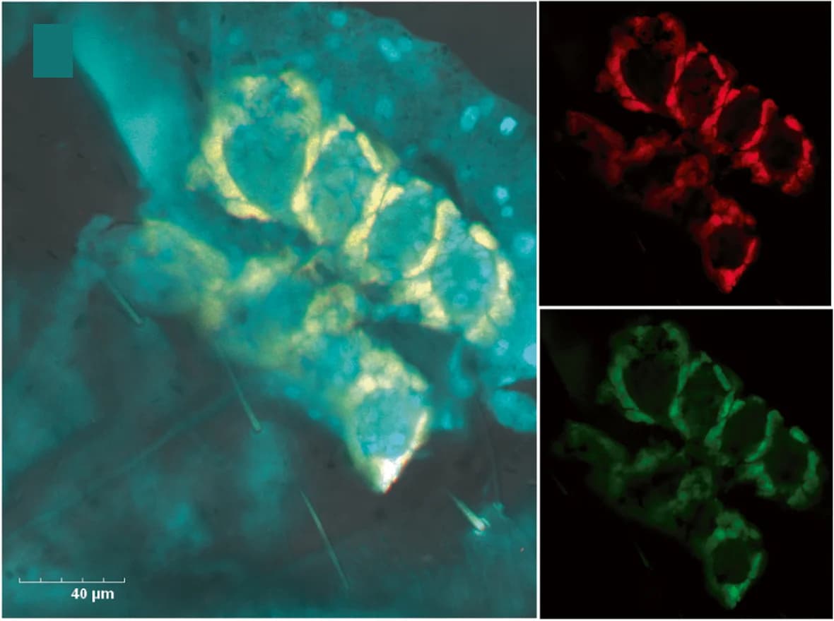 Open access visualization of Microscopy, Bacteriocyte Clusters, Larva, DAPI, Nuclei