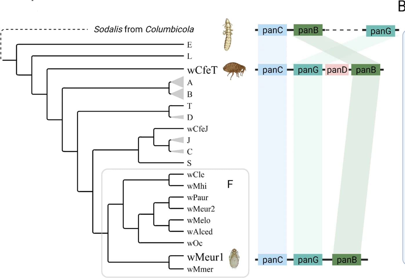 Open access visualization of Sankey, Network, Genes, Phylogeny Tree