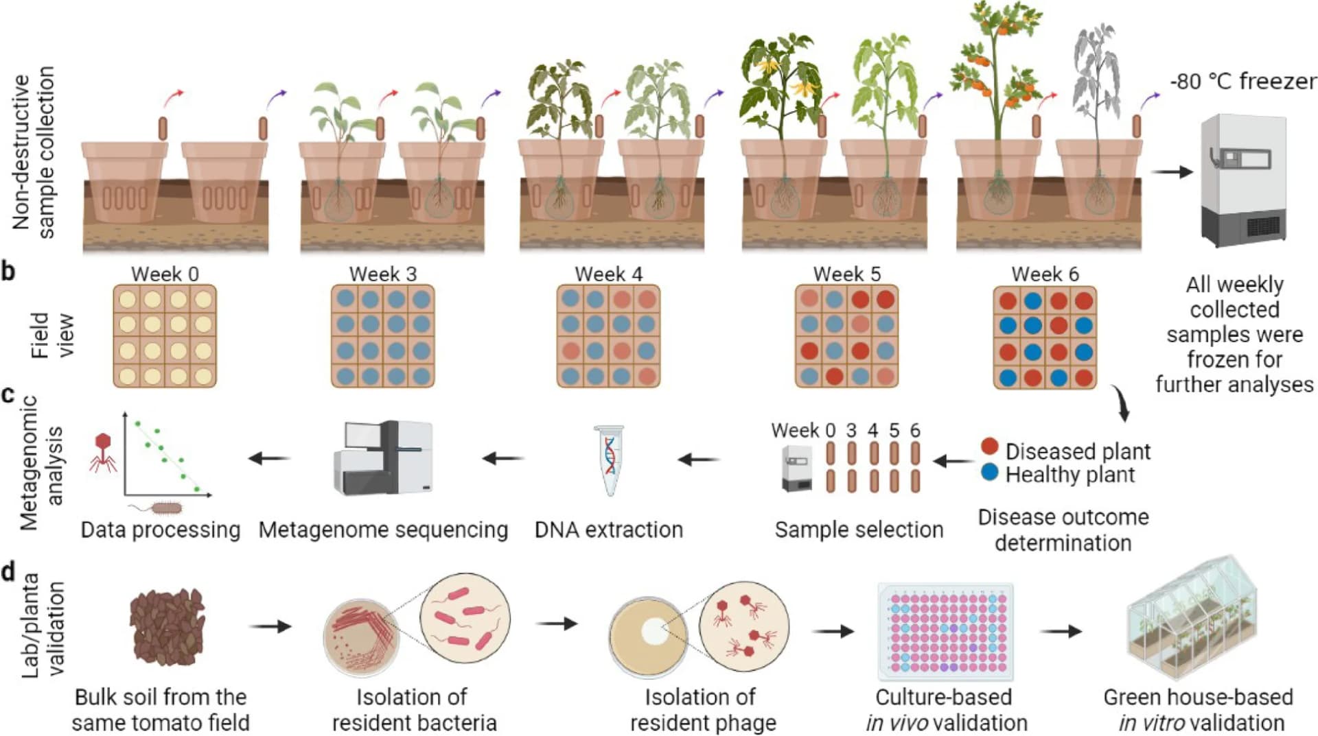 Open access visualization of Workflow, Illustration, Rhizobox, Rhizosphere, Soil Sampling