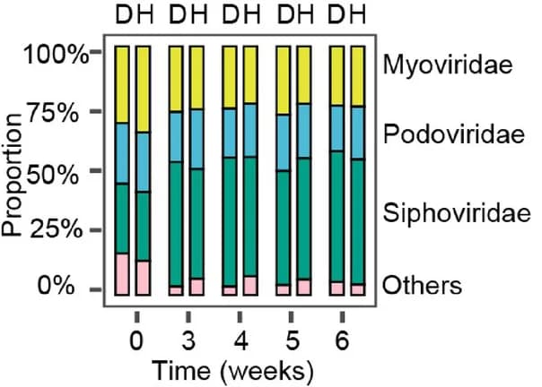 Open access visualization of Stacked Bar Plot, Phage Abundance, Viral Family, Rhizosphere Microbiome, Healthy Plant