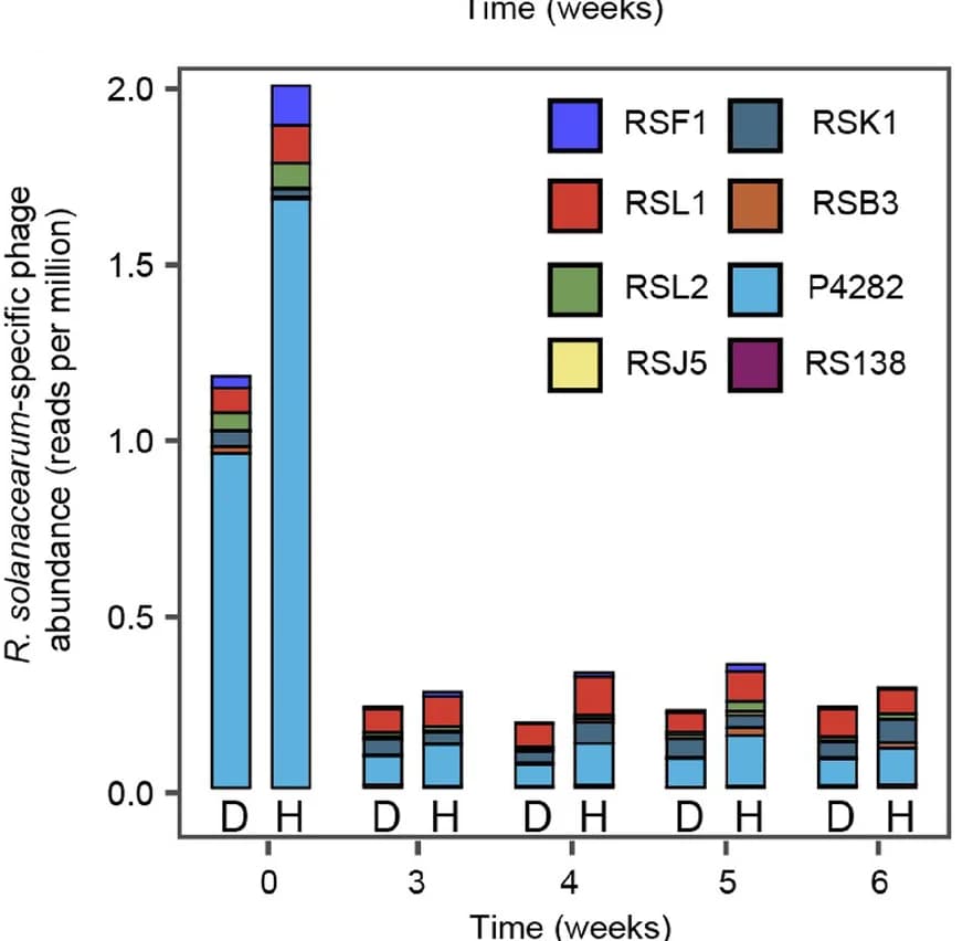 Open access visualization of Stacked Bar Plot, Phage Species, Rhizosphere Microbiome, Healthy Plant, Diseased Plant