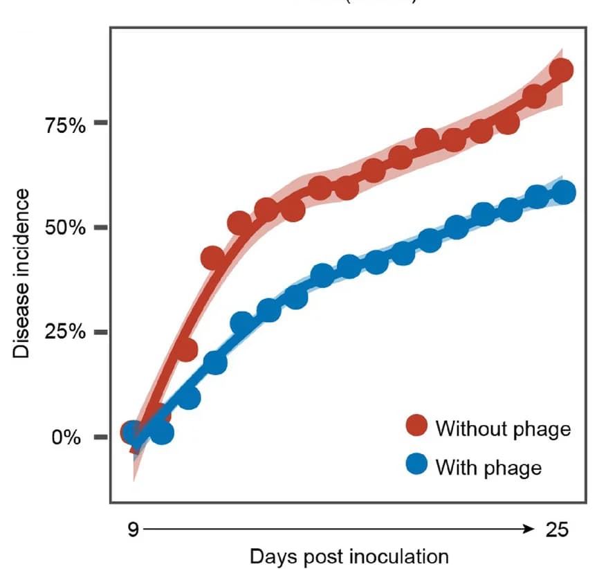 Open access visualization of Line Plot, Error Bars, Bacterial Wilt, Tomato, Phages