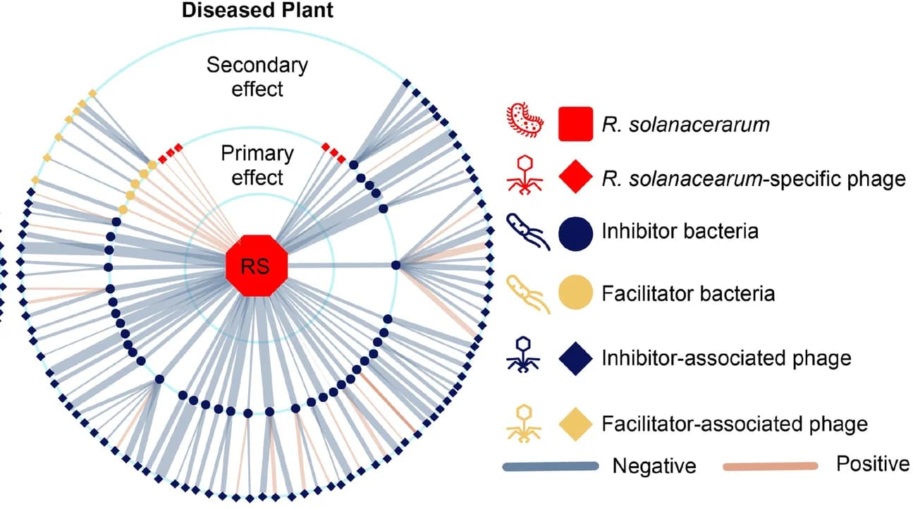 Open access visualization of Pathway, Network, Co-occurrence Networks, R. Solanacearum, Bacteria