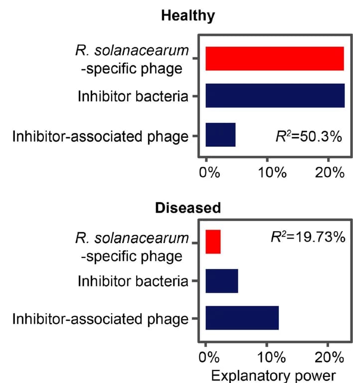 Open access visualization of Bar Plot, Linear Models, R. Solanacearum, Phages, Inhibitor Bacteria