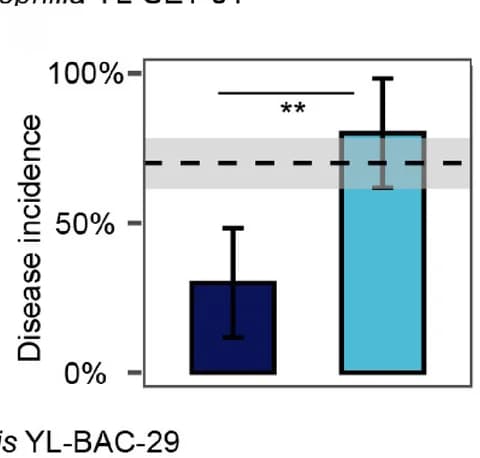 Open access visualization of Bar Plot, Error Bars, Inhibitor bacteria, Bacterial wilt, Disease incidence