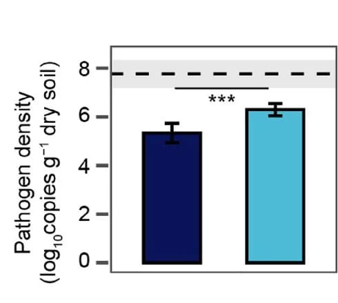 Open access visualization of Bar Plot, Error Bars, Inhibitor bacteria, Bacterial wilt, Disease incidence
