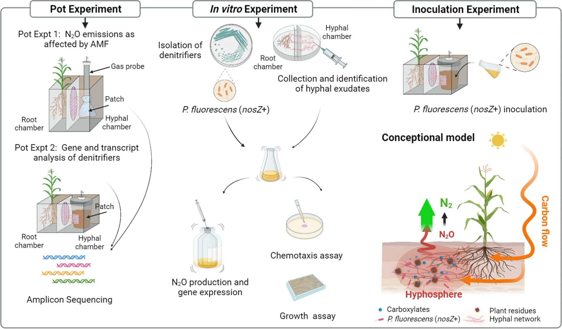 Open access visualization of Workflow, Illustration, Pot experiments, In Vitro experiments, Inoculation experiment