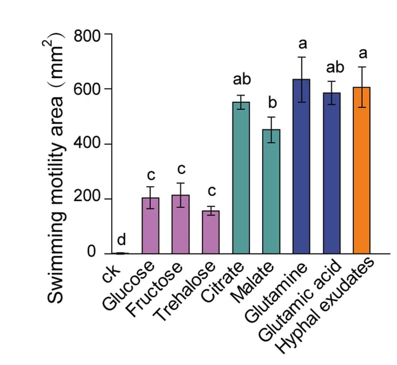 Open access visualization of Bar Plot, Error Bars, Pseudomonas fluorescens, Swimming Motility, Hyphal Exudates