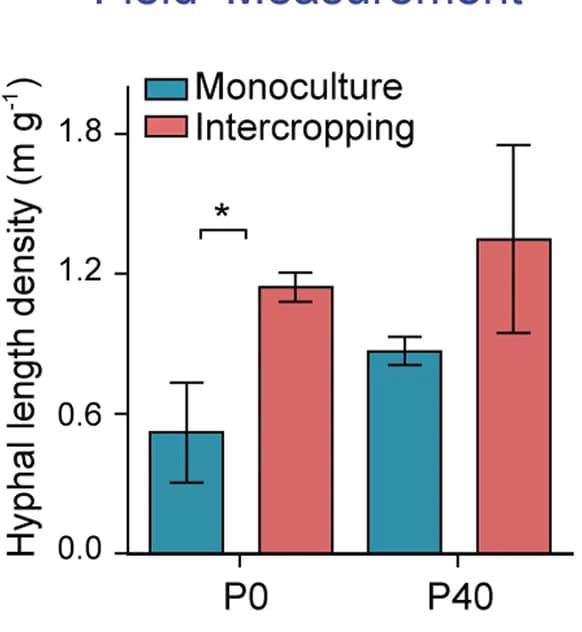 Open access visualization of Bar Plot, Error Bars, Clustered, Hyphal length density, nosZ gene copies