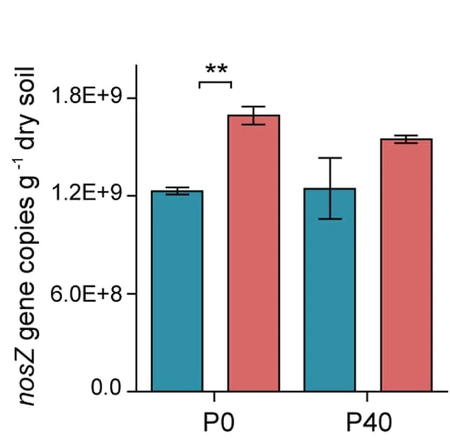 Open access visualization of Bar Plot, Error Bars, Clustered, Hyphal length density, nosZ gene copies