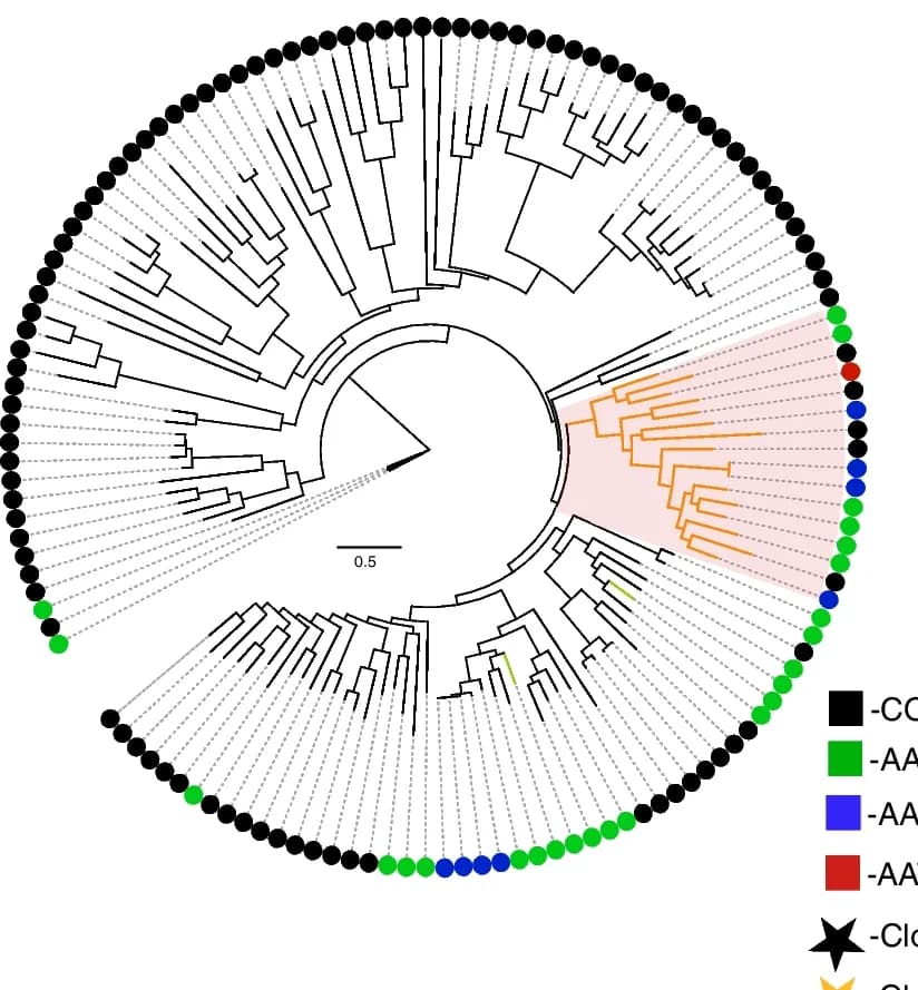 Open access visualization of Network, Pathway, Phylogenetic Tree, COG0446, aat Gene