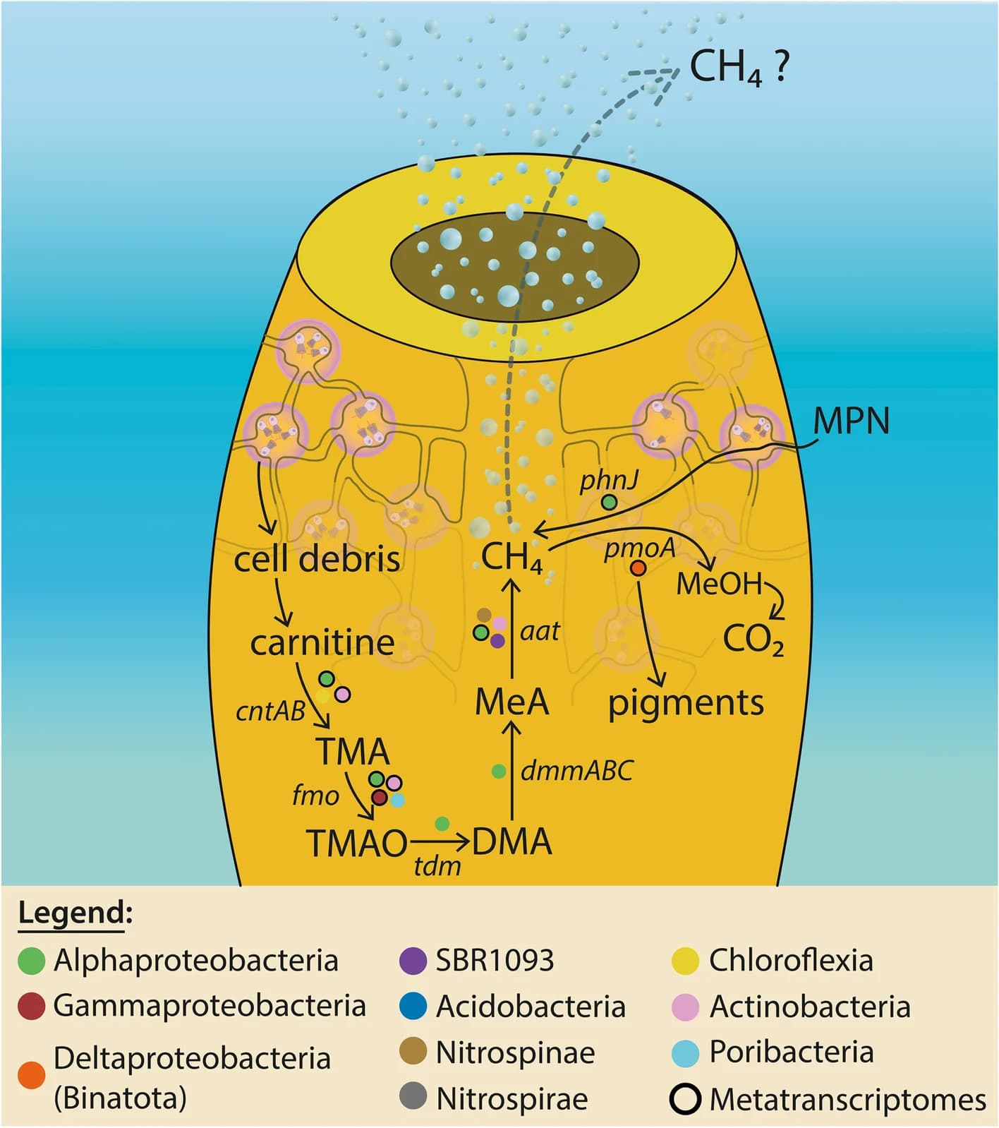 Open access visualization of Workflow, Flowchart, Illustration, Methane Cycling, Metabolic Cascade